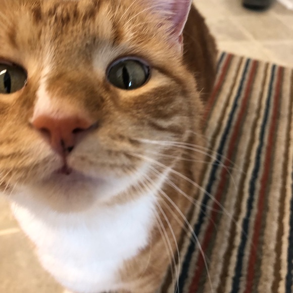 Live Show Notification - Or just stop by for some shares & hot cocoa ☕️ - Picture 4 of 15